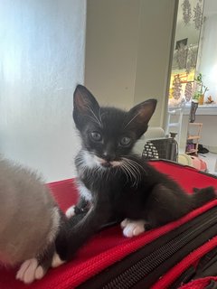 Barney - Tuxedo + Domestic Short Hair Cat