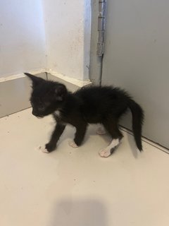 Barney - Tuxedo + Domestic Short Hair Cat