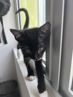 Barney - Tuxedo + Domestic Short Hair Cat