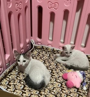 Kittens - Domestic Medium Hair Cat