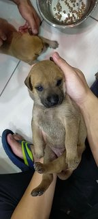 Puppy - Mixed Breed Dog