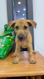 Puppy - Mixed Breed Dog