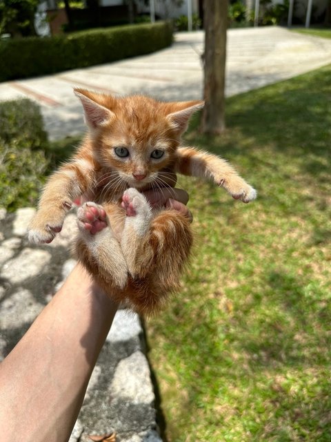 Stumpy  - Domestic Short Hair Cat