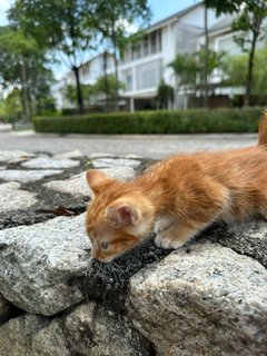 Stumpy  - Domestic Short Hair Cat