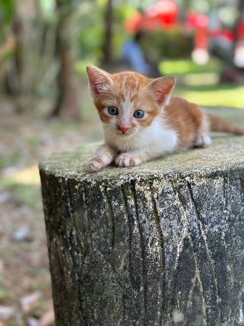 Stripey - Domestic Short Hair Cat