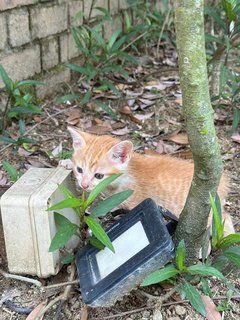 Stripey - Domestic Short Hair Cat