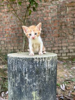 Stripey - Domestic Short Hair Cat