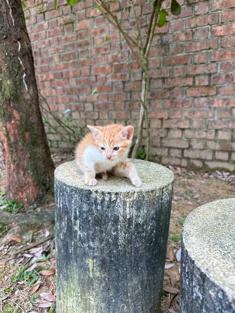 Whitey  - Domestic Short Hair Cat