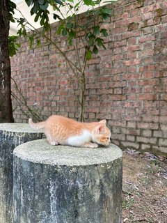 Whitey  - Domestic Short Hair Cat