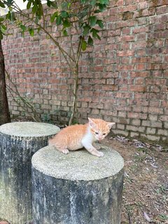 Whitey  - Domestic Short Hair Cat