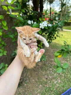 Whitey  - Domestic Short Hair Cat