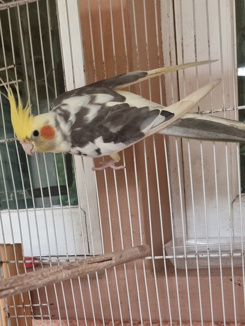 Jack - Cockatiel Bird