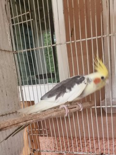 Jack - Cockatiel Bird