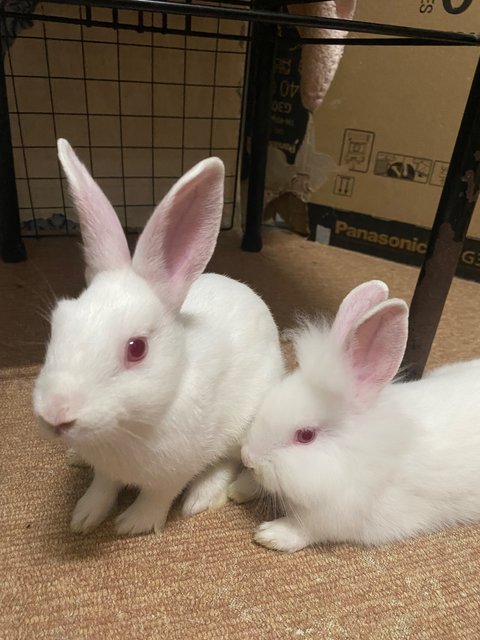 Rabbits - Netherland Dwarf Rabbit