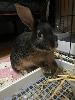 Rabbits - Netherland Dwarf Rabbit