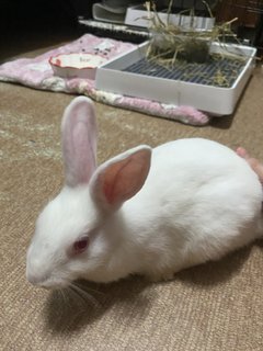 Rabbits - Netherland Dwarf Rabbit