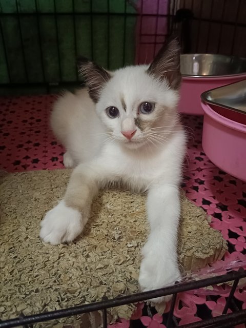 Snowshoe 雪鞋猫 - Domestic Medium Hair Cat