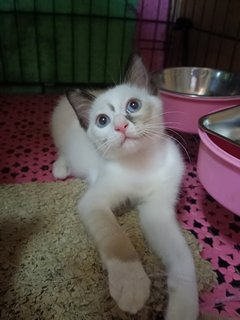 Snowshoe 雪鞋猫 - Domestic Medium Hair Cat