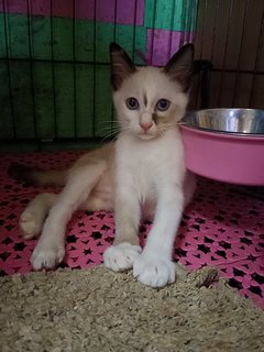 Snowshoe 雪鞋猫 - Domestic Medium Hair Cat