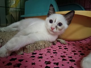 Snowshoe 雪鞋猫 - Domestic Medium Hair Cat