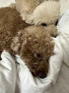 Miki - Poodle Dog