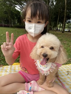 Miki - Poodle Dog