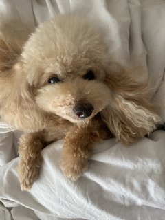 Miki - Poodle Dog