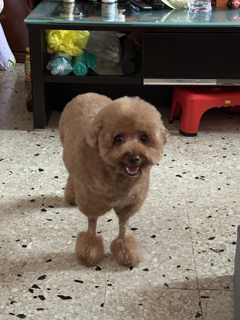 Bobo - Poodle Dog