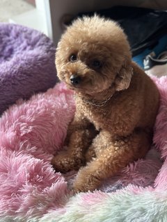 Bobo - Poodle Dog