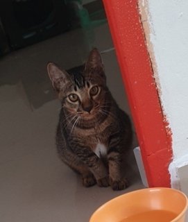 Osim - Domestic Short Hair Cat