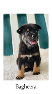 Cutiepies  - Mixed Breed Dog