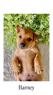 Cutiepies  - Mixed Breed Dog