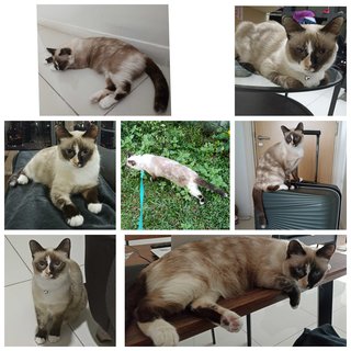 Cici - Siamese Cat