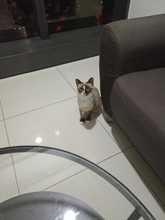 Cici - Siamese Cat