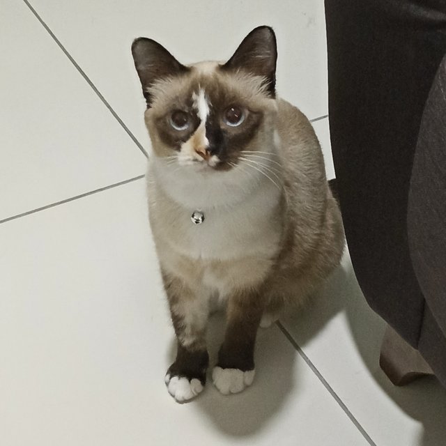 Cici - Siamese Cat