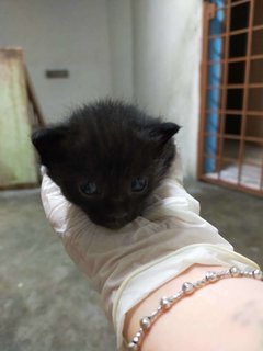 Kitten - Domestic Short Hair Cat