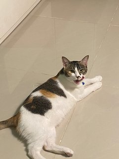 Kiara  - Calico + Domestic Medium Hair Cat