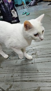 Snowy - Domestic Short Hair Cat