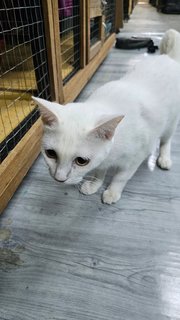 Snowy - Domestic Short Hair Cat