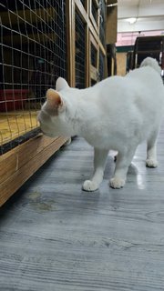 Snowy - Domestic Short Hair Cat