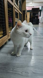 Snowy - Domestic Short Hair Cat