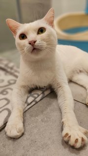 Snowy - Domestic Short Hair Cat