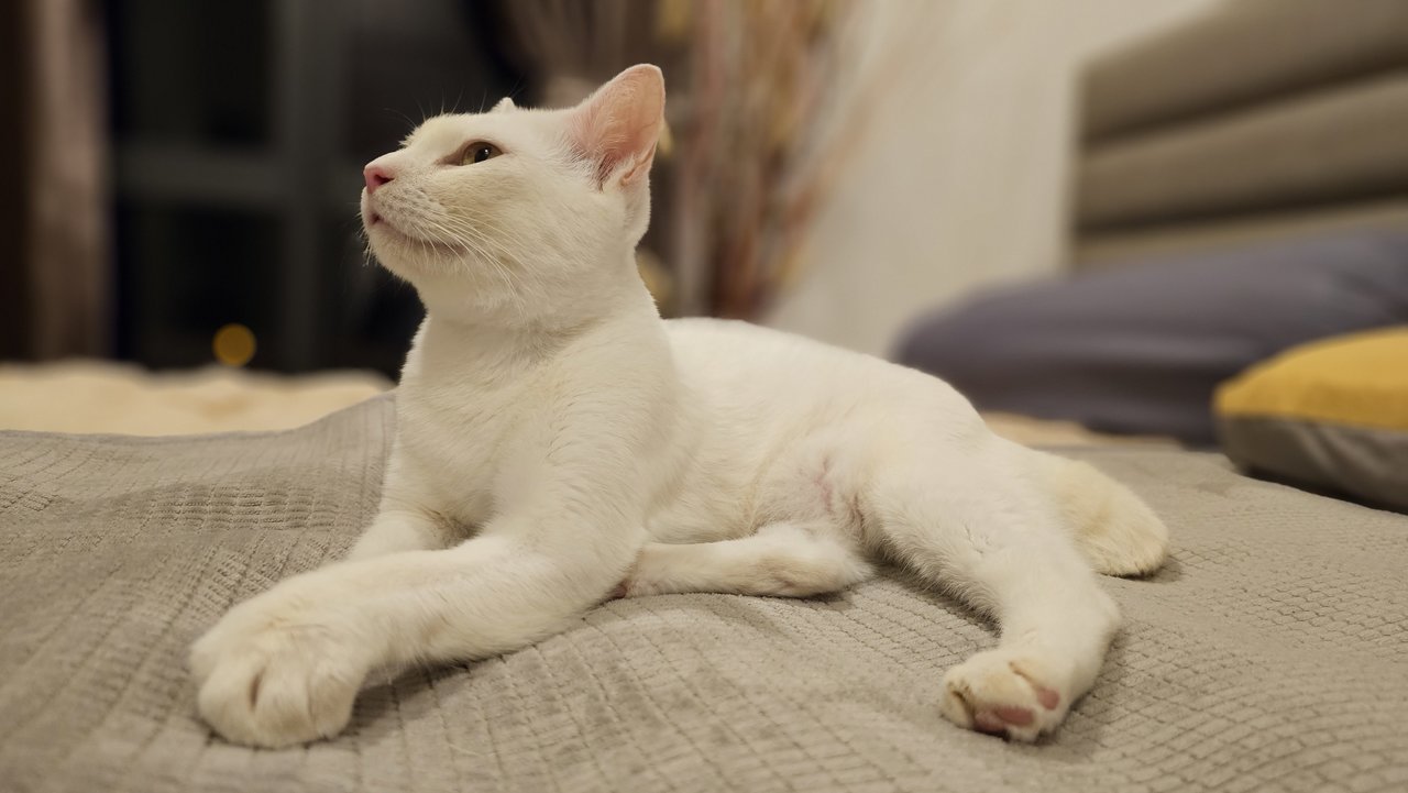 Snowy - Domestic Short Hair Cat