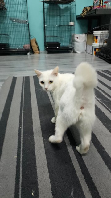 Snowy - Domestic Short Hair Cat