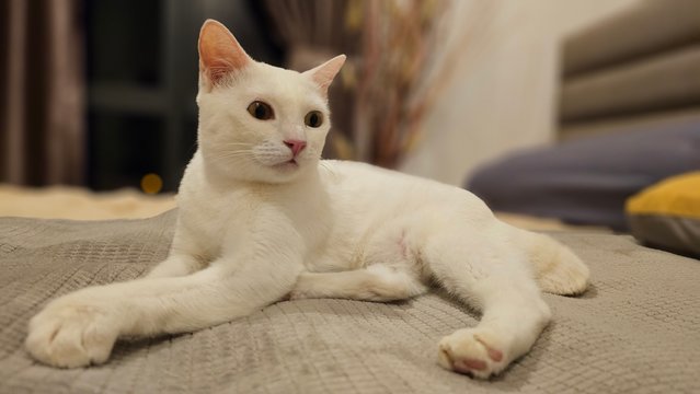 Snowy - Domestic Short Hair Cat