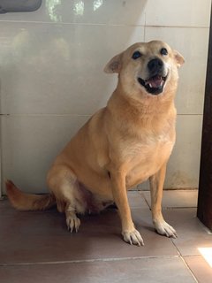 Nimi  - Mixed Breed Dog