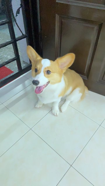 Xiao Puff 小泡芙 - Corgi Dog