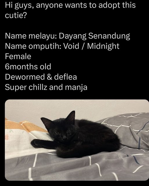 Dayang Senandung - Domestic Short Hair Cat