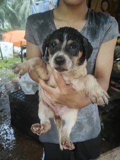 Cutie Cutie And Friends - Mixed Breed Dog