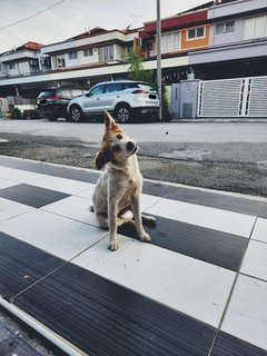 5 Girls - Basenji Mix Dog